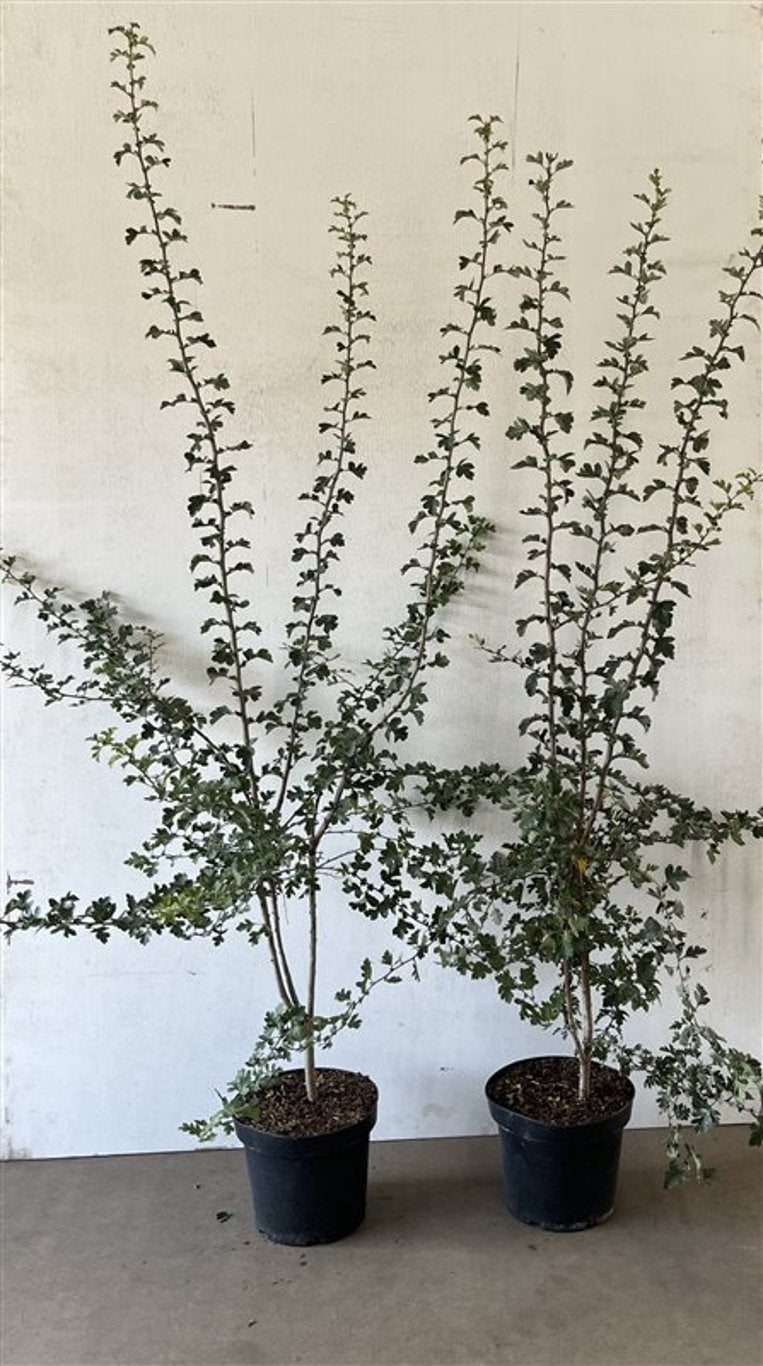 Crataegus monogyna - C7,5 125-150 CM